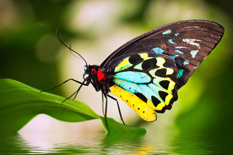 Photo source: australianbutterflies.com
